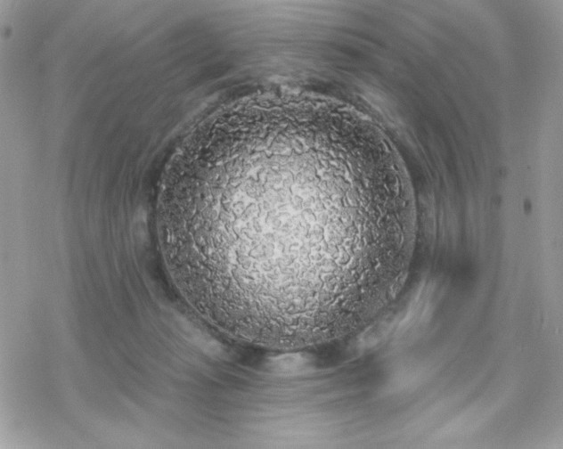 X0000070240269200606051132