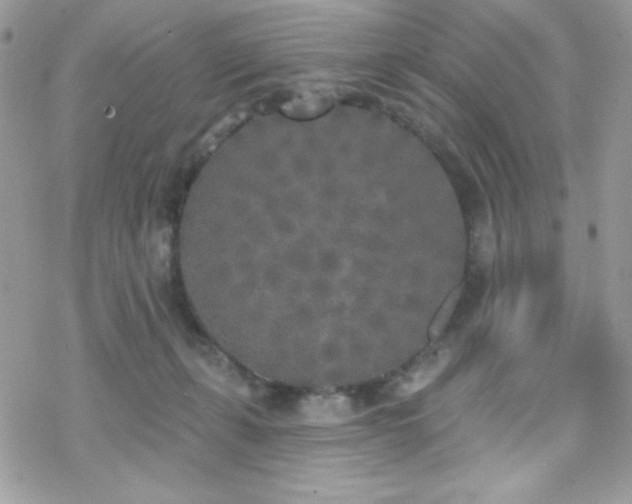 X0000070240271200606051132