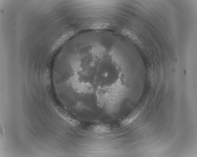 X0000070240303200606051131