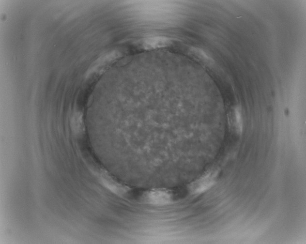 X0000070240327200606051131