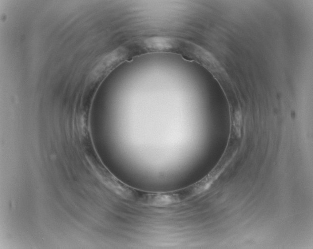 X0000070240330200606051131