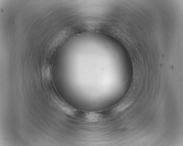 X0000070240336200606051131