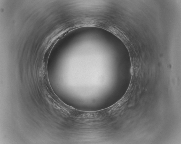 X0000070240338200606051130