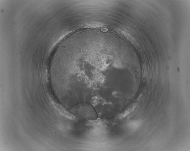 X0000070240351200606051130