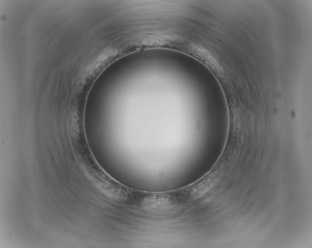 X0000070240354200606051130