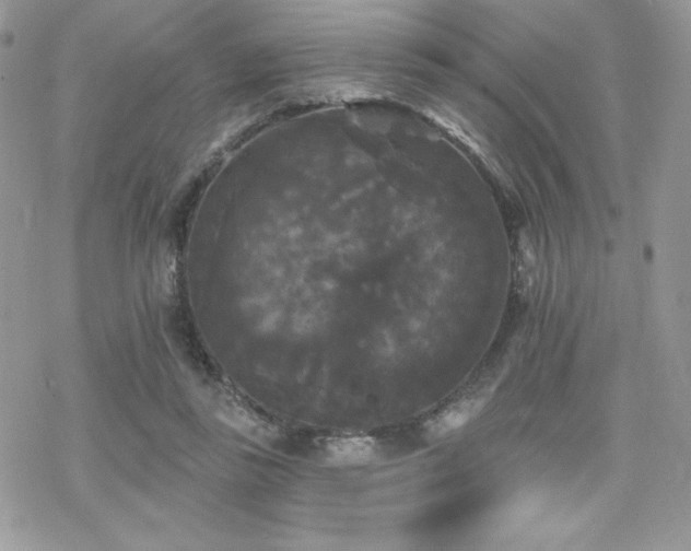 X0000070240355200606051130