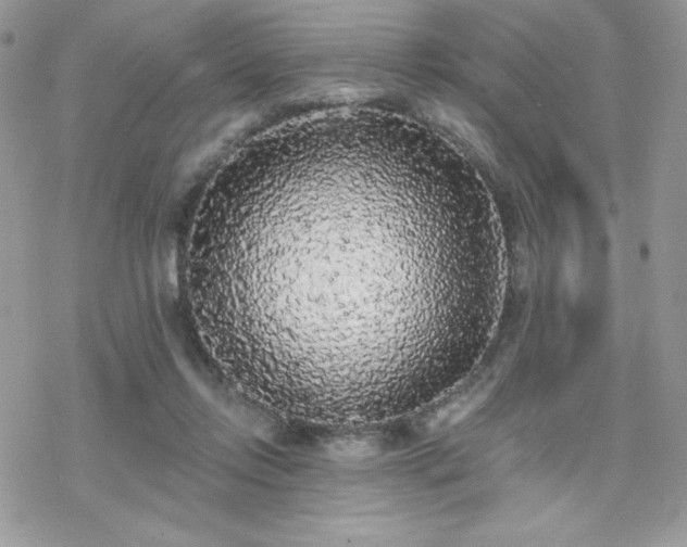 X0000070240358200606051131