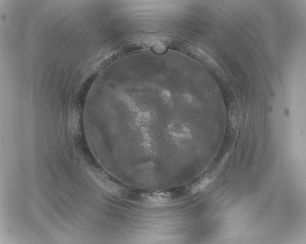 X0000070240359200606051131