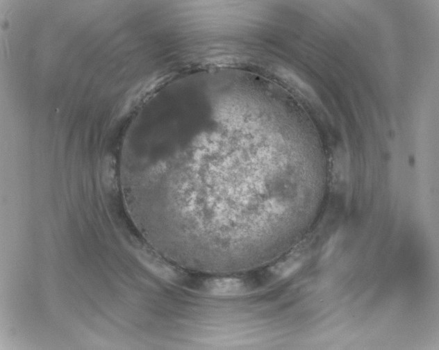 X0000070240361200606051131