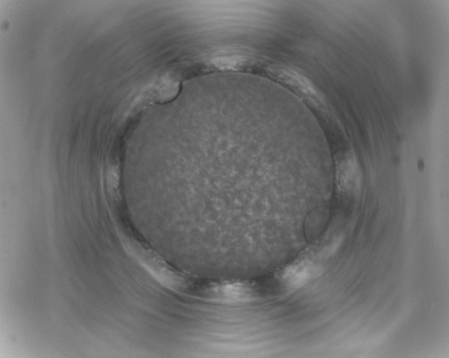 X0000070240365200606051131