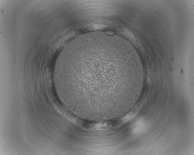 X0000070240366200606051131