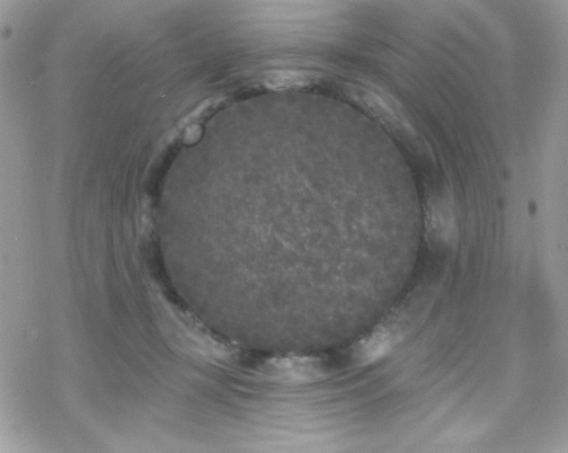 X0000070240367200606051131