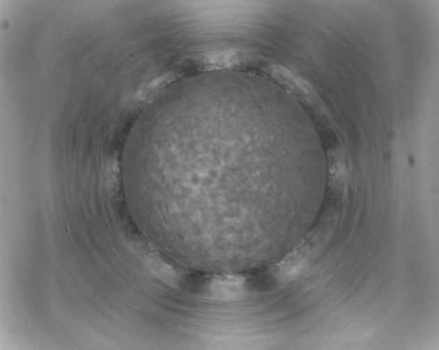 X0000070240369200606051131