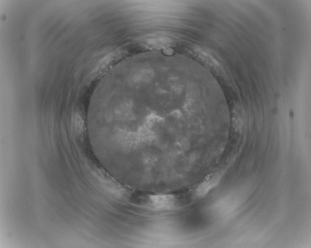 X0000070240371200606051131