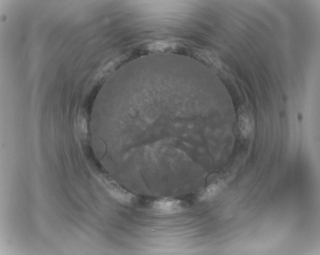 X0000070240375200606051131