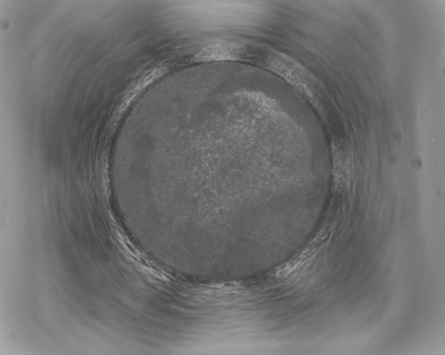 X0000070240386200606051130