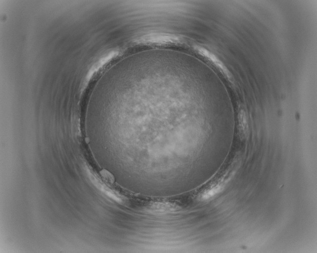 X0000070240399200606051130