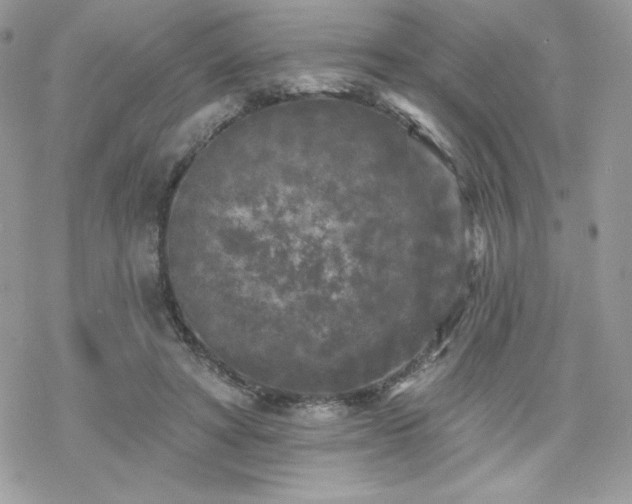 X0000070240402200606051130