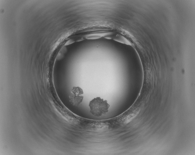 X0000070240443200606051129