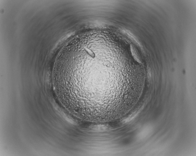 X0000070240449200606051129