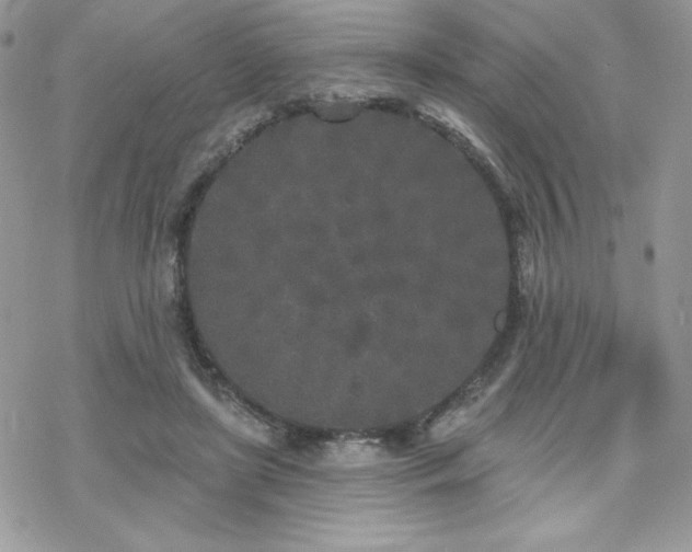 X0000070240451200606051129