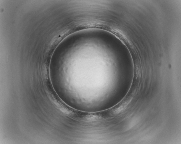 X0000070240453200606051129