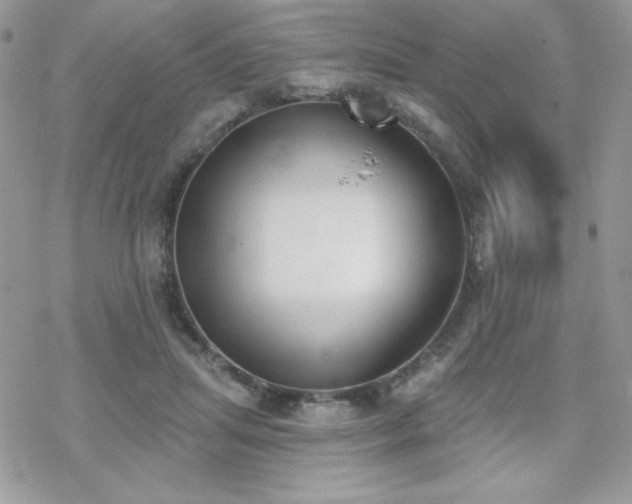 X0000070240455200606051129