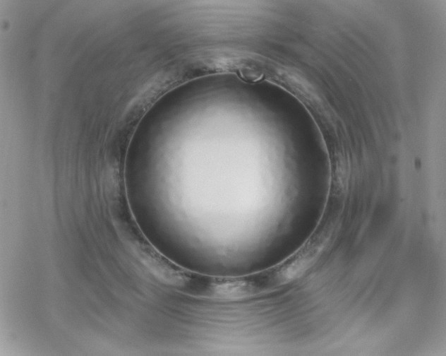 X0000070240461200606051129