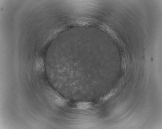 X0000070240465200606051129