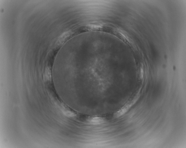 X0000070240467200606051129