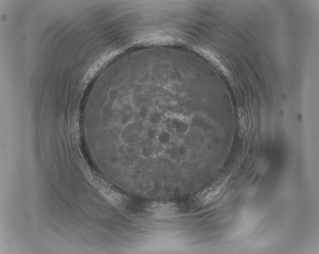 X0000070240487200606051128