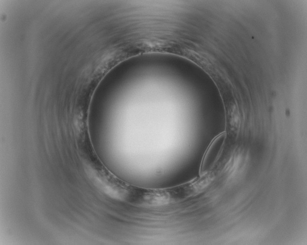 X0000070240559200606051127