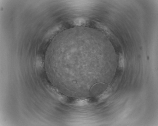 X0000070240569200606051128