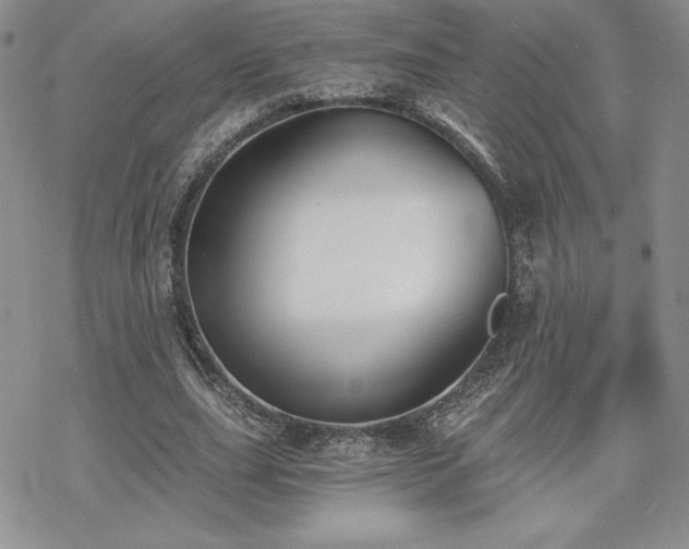 X0000070240631200606051126