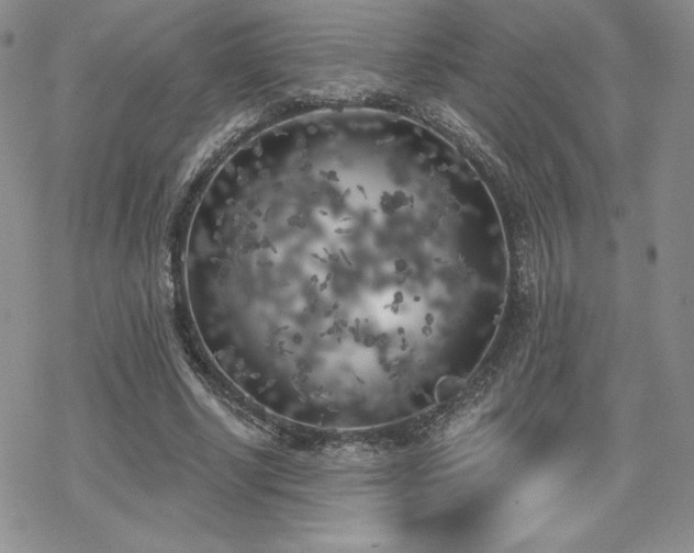 X0000070240634200606051126