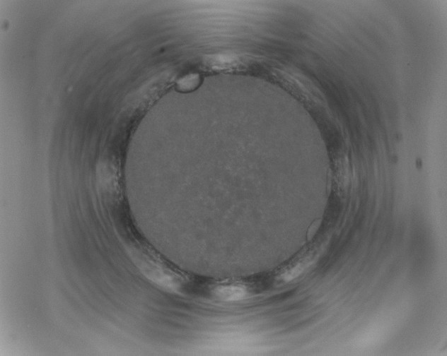 X0000070240653200606051126