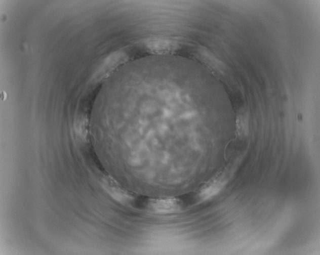 X0000070240671200606051126