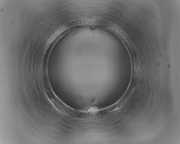 X0000070240674200606051125