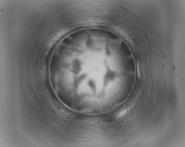 X0000070240675200606051125