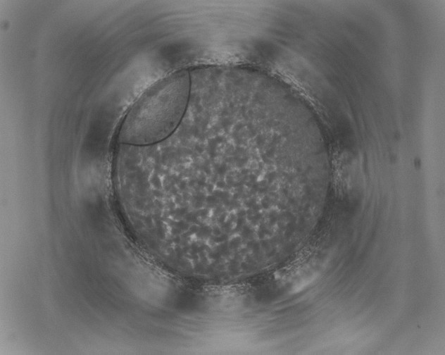 X0000070240679200606051125