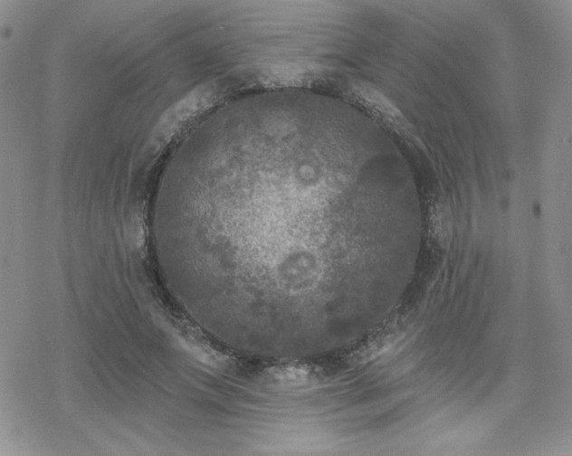 X0000070240687200606051125