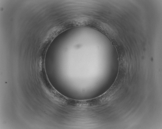 X0000070240694200606051125