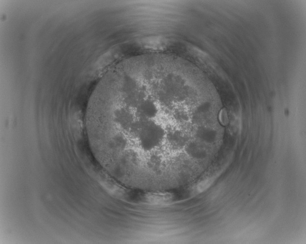 X0000070240707200606051125