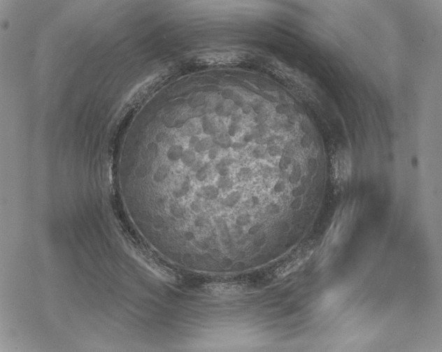 X0000070240733200606051124