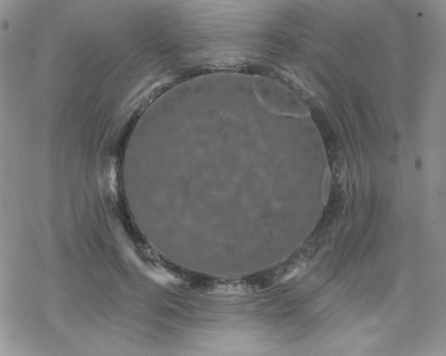 X0000070240744200606051124