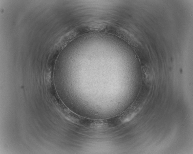 X0000070240745200606051124