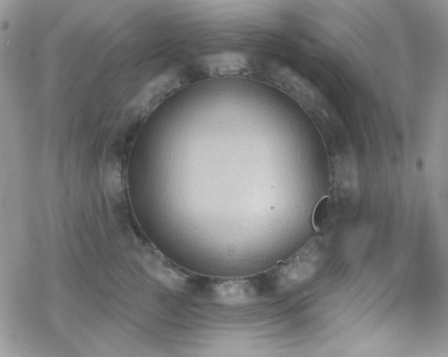 X0000070240761200606051125