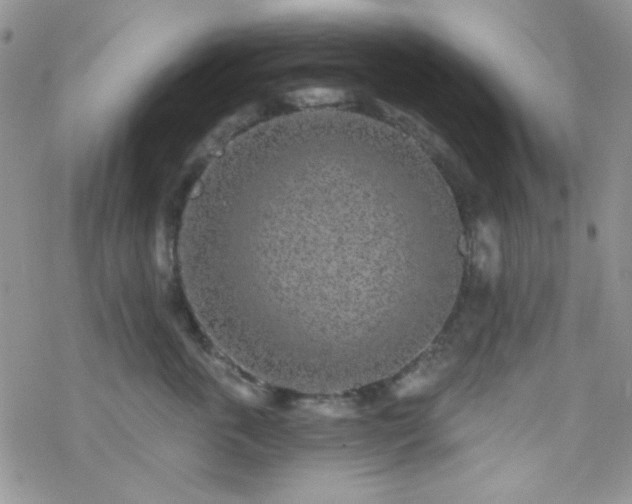 X0000070240763200606051125