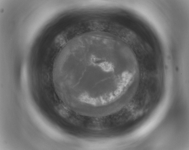 X0000070240765200606051125