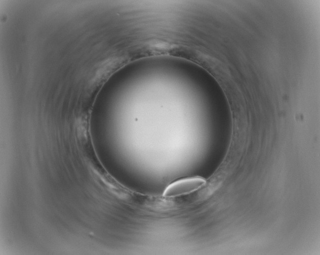 X0000070240768200606051125